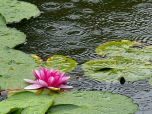 蓮の花と雨